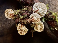 Gloiocephala cryptomeriae