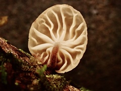 Gloiocephala cryptomeriae