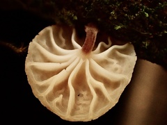 Gloiocephala cryptomeriae