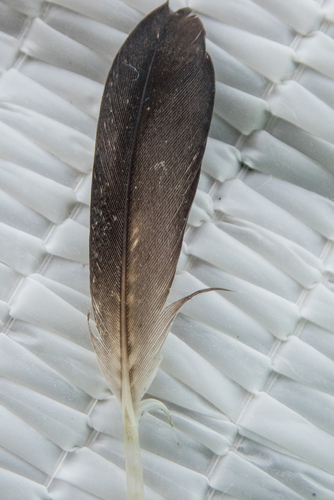 Plume de Cormoran huppé
