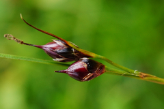 Oreojuncus monanthos