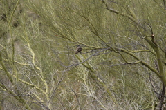 Myiarchus cinerascens