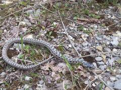 Elaphe quatuorlineata