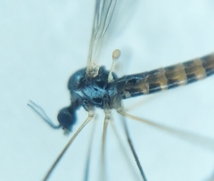 Dicranomyia morio