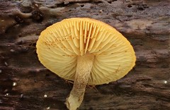 Gymnopilus allantopus