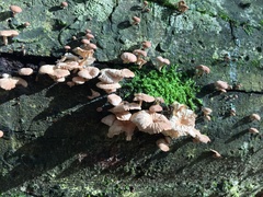 Marasmiellus alliiodorus