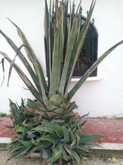 Agave mapisaga