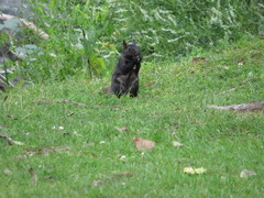 Sciurus carolinensis