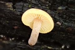 Gymnopilus allantopus