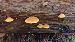 Gymnopilus allantopus
