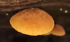 Gymnopilus allantopus