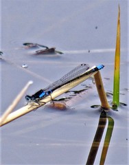 Cyanallagma interruptum