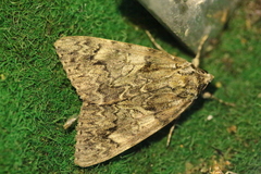 Catocala nupta