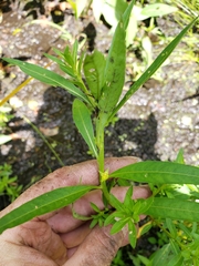 Ludwigia polycarpa