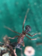 Cyphomyrmex