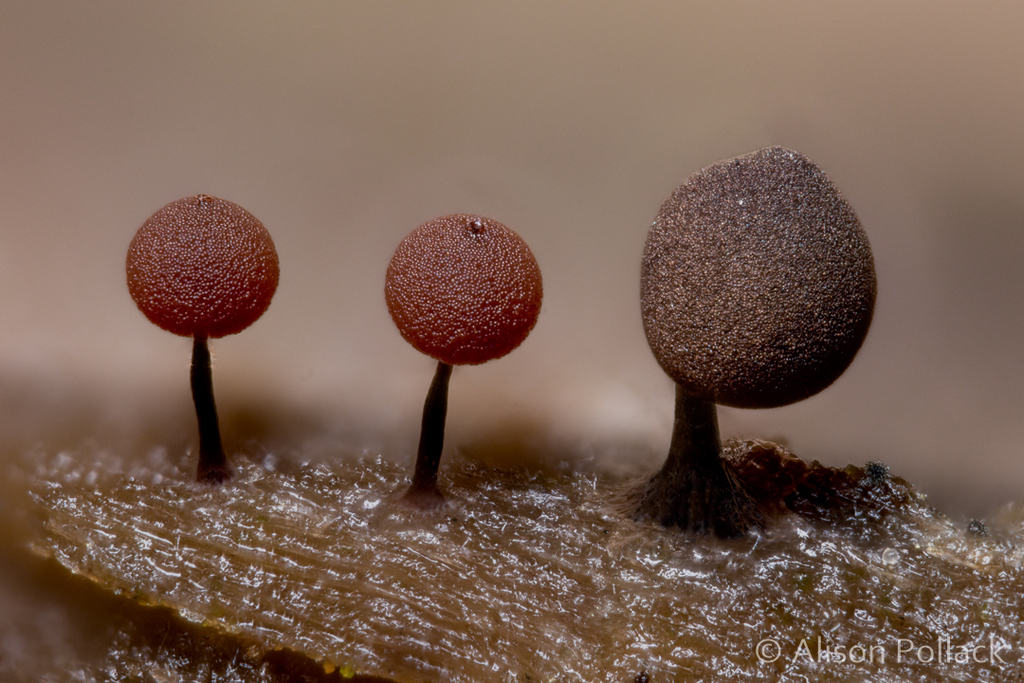 Enerthenema papillatum