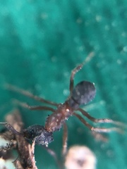 Cyphomyrmex