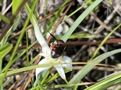 Dianthidium floridiense