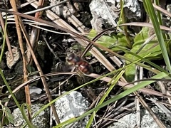 Dianthidium floridiense