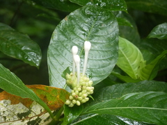 Palicourea tetragona