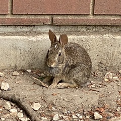 Sylvilagus floridanus