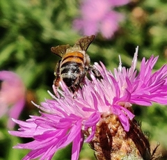 Apis mellifera