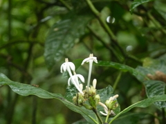 Palicourea tetragona