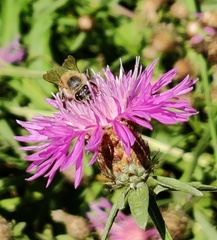 Apis mellifera
