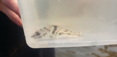 Menticirrhus saxatilis