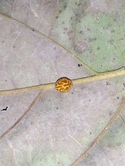 Neocalvia anastomozans