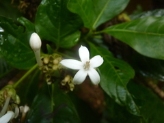 Palicourea tetragona