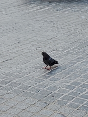 Columba livia domestica