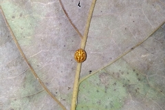 Neocalvia anastomozans