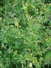 Galium rivale