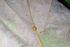 Neocalvia anastomozans