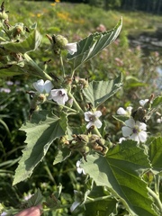 Althaea