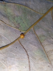 Neocalvia anastomozans