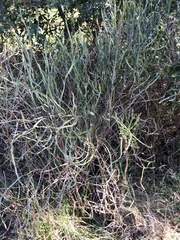 Baccharis microcephala