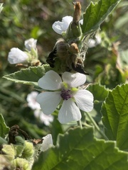 Althaea