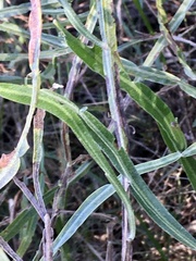 Baccharis microcephala