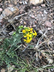 Senecio eremophilus