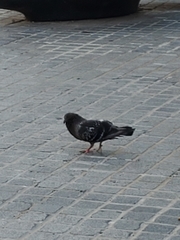 Columba livia domestica