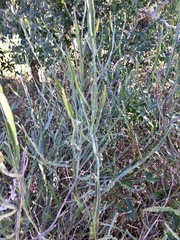 Baccharis microcephala