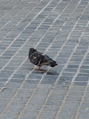 Columba livia domestica