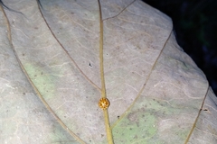 Neocalvia anastomozans