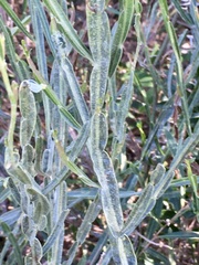 Baccharis microcephala