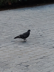 Columba livia domestica