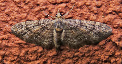 Eupithecia columbiata