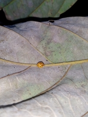 Neocalvia anastomozans