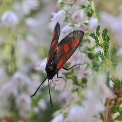 Zygaena nevadensis